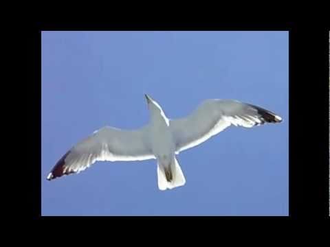 Bad Company-Seagull