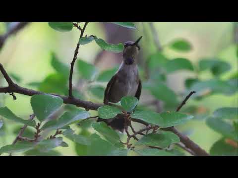 Black chinned Hummingbird - immature male