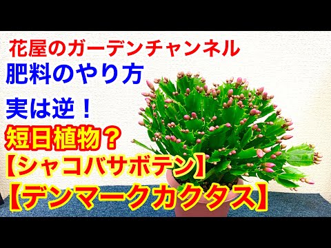クリスマスサボテンに気根？シュルンベルジェラを適切に維持するために避けるべき間違い  庭園