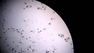 Equisetum palustre Sporenbewegung