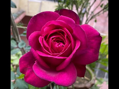 David Austin Rose: William Shakespeare 2000, India