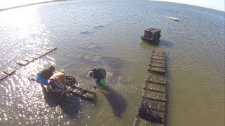 preview picture of video '2014 Wellfleet Oyster Farming | Flyover Promo #1'