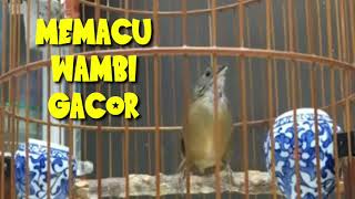 Download lagu Wambi Mini Extra Gacor Cocok Buat Masteran Burung mp3 Download lagu Wambi Mini Extra Gacor Cocok Buat Masteran Burung mp3