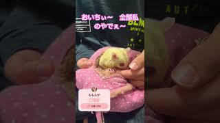 これは、私のおやつぅ〜❤️ #cute #kawaii #bunny #癒し #sugarglider #可愛い #ハムスター #フクモモベビー