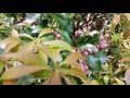 I'll Be Faithful To You- Isla Grant & Al Grant
