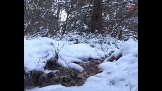 Охота на лису и зайца с гончими и с подхода зимой - Видео онлайн