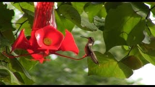 Hummingbirds in Slow-Motion
