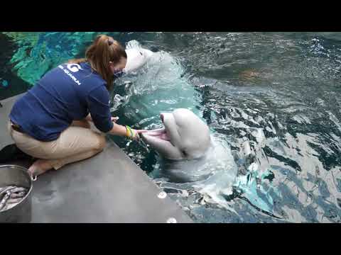 Field Trip Friday: Beluga Play Time!