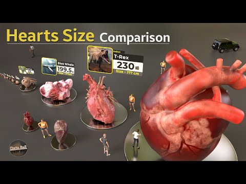 Heart Size Comparison | Monster Heart Size comparison | Animal hearts size |