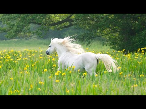 Indomáveis: A Jornada dos Cavalos Selvagens