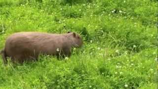 preview picture of video 'Les capybaras au Parc Animalier du Moulin Rouge'