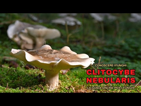CLITOCYBE NEBULARIS, il TOSSICO più CONSUMATO | CONOSCERE I FUNGHI