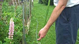 preview picture of video 'Onion Stalk from a Small Kitchen Garden'