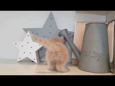 british short hair kittens videos cutest kitten   KimsKennelUS720p