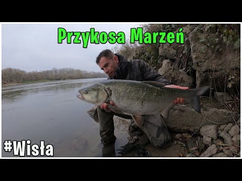 Przykosa Marzeń | Autumn Asp from the Vistula | Asp Fishing