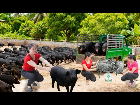 Harvesting 1000+ Pigs from Pig Farm | Trucks Transport Them to Go to Market | Tieu Hue Daily