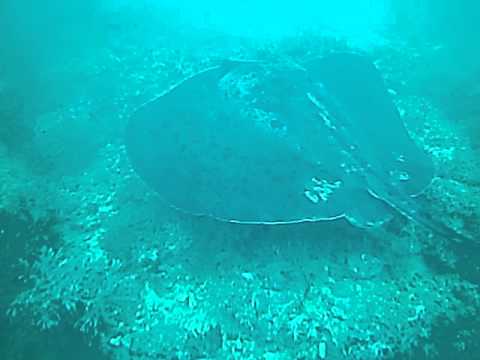 Blotched Fantail Ray