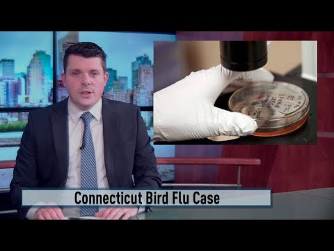 CT Bird Flu Case