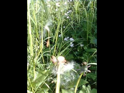 transpusteblume Welcome to Bassland /snip  One-Drop Music Berlin