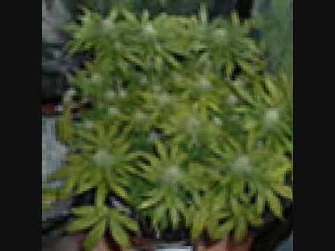 DANGER DA REALIST FT KILLA ROSS ( IM MY OWN BOSS....)