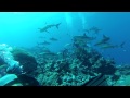 Sharks feeding dive - Vertigo - Yap, Micronesia, Vertigo, Yap, Mikronesien
