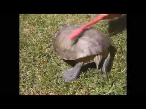 YouTube Video Q-PSt1s_aGQ