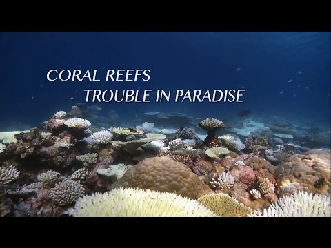 Coral Reefs: Trouble in Paradise