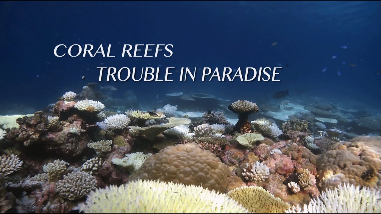 Coral Reefs: Trouble in Paradise