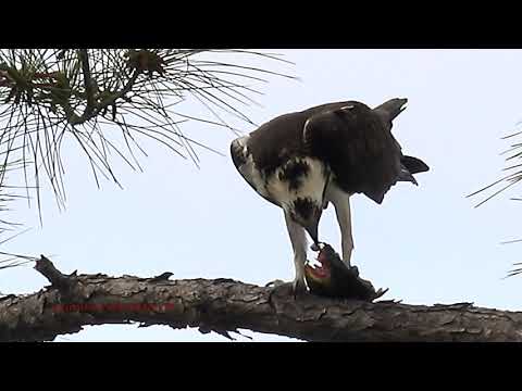 Friendly Osprey saves a fish at St. Marks National Wildlife Refuge