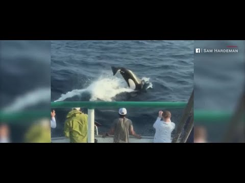 Family of killer whales escort boat off Texas coast
