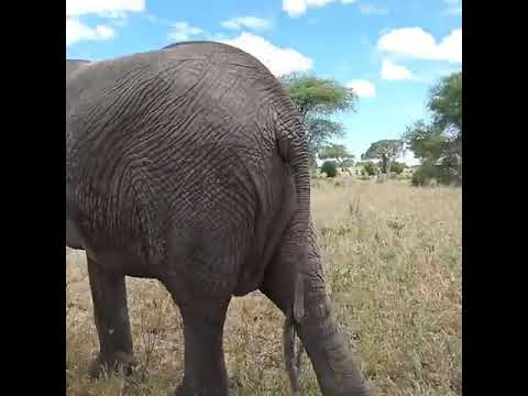 Tanzania Safaris and Kilimanjaro Tours