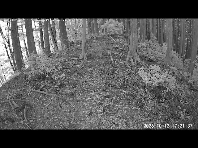 奥多摩の動物観察（東京農業大学 奥多摩演習林）