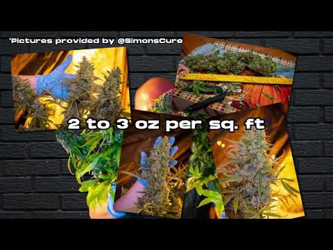 G13 Genius Strain Review