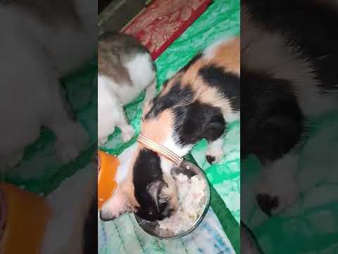 #mentionedyou #mentionedyou #cat #babycat #public #publicreaction