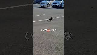 鳥が歩いてるとなんか可愛くない？【JOKERSショーティー #カラス 】