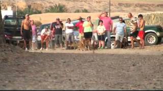 preview picture of video 'Carreras de perros podencos Canarios en Pájara 2012'