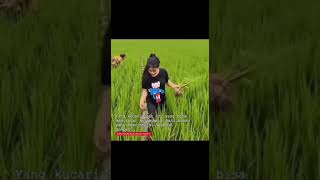 Download lagu Petani cantik mp3