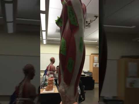 Muscles that move the thigh