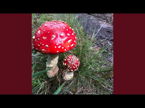 Boyz with Toyz (feat. Zenky Jugo on drums)