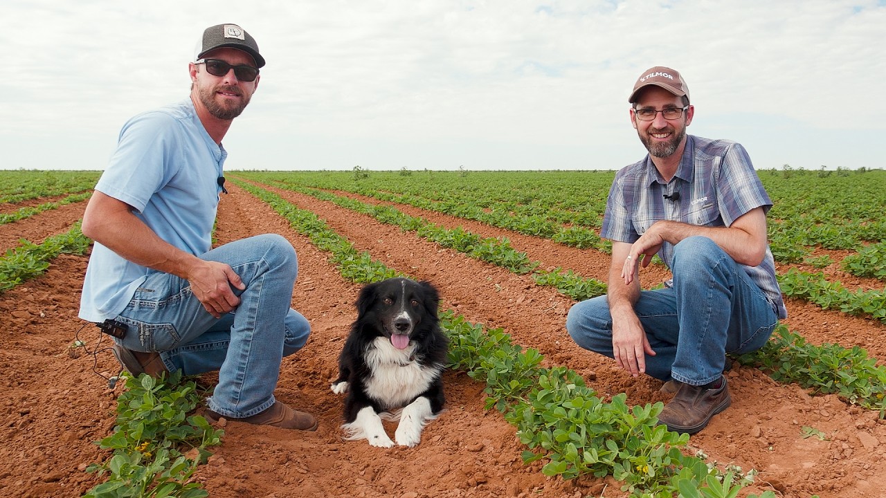 Stay Ahead Of Weeds - Finger Weeding Peanuts Before They Peg