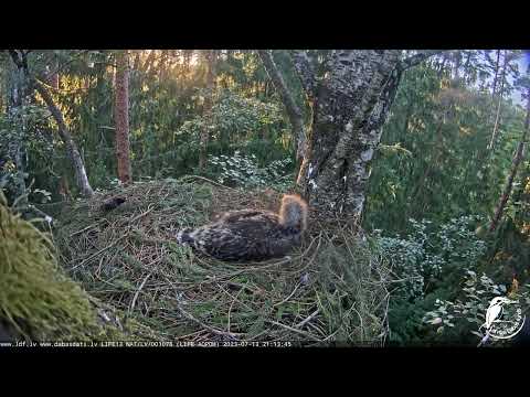 LDF Mazais ērglis , ligzda bērzā 13.07.2023 21:06