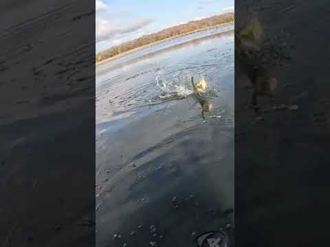 Pescaria de Tucunare em Pacajus! #fortaleza #arneiroz #pescaria #ceará #tucunaréamarelo #fishing