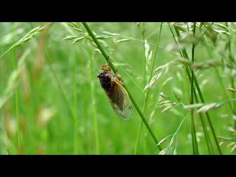 1 Hour Cicadas Sound