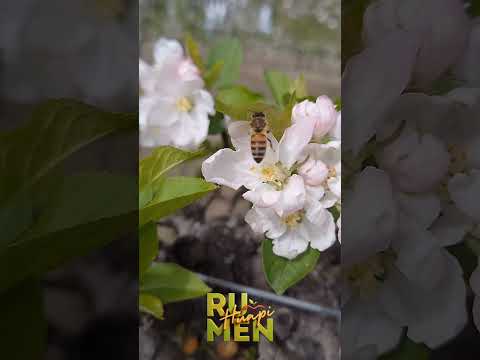 🐝🌸 Trabajo Sumamente Importante #fruticultura #chichinales #ríonegro #patagonia #argentina