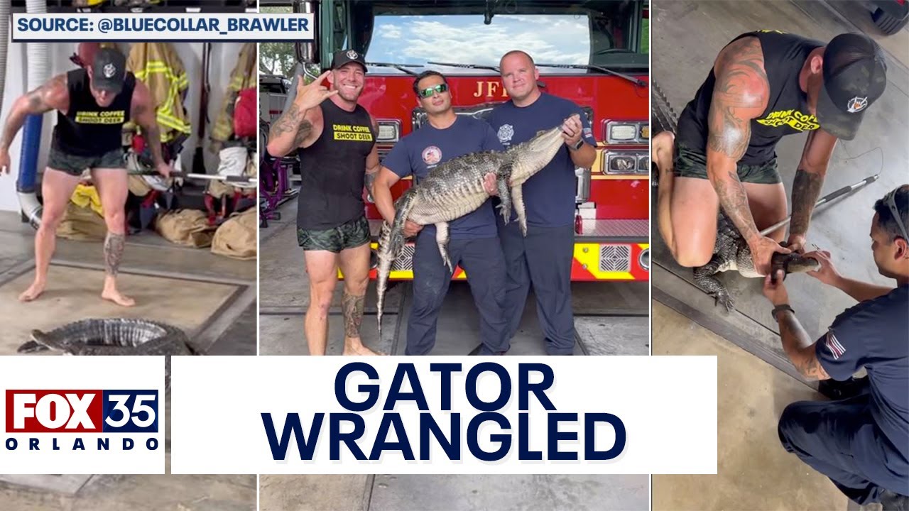'Blue Collar Brawler' traps alligator inside Jacksonville Fire Station