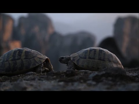 Dave Knud - I Can Feel The Love (Official Video)