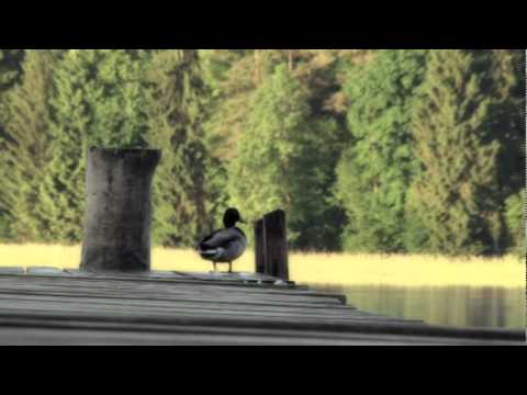Wideo - Dolina Rospudy - YouTube