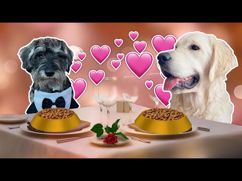 The Dog Date Video That Was Too Chaotic To Film And Edit 💜🖤 The Welsh Twins