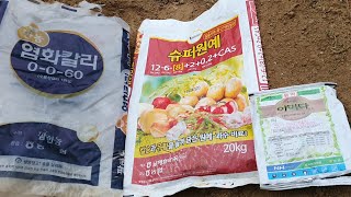 노지고추 심을 자리, 오늘노타리하고 원예용복비,진딧물입제,소금을 뿌렸습니다.