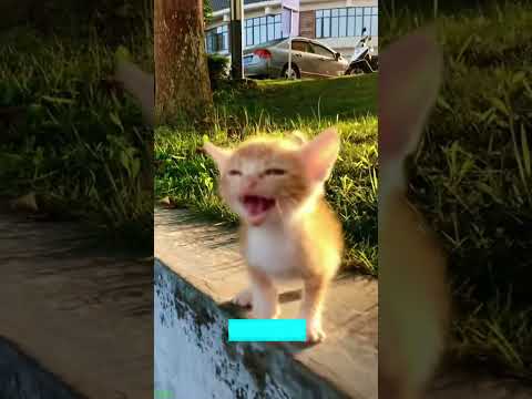 Cute Cats 🐱 Cats Being Cats 😹 # Ep 1516